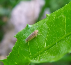 Phlogotettix cyclops