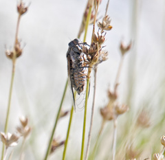 Tibicinina