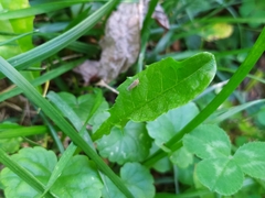 Phlogotettix cyclops