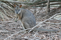 Notamacropus eugenii