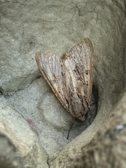 Apamea monoglypha