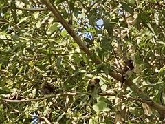 Lonchura leucogastra
