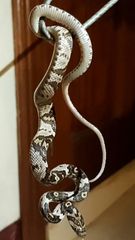 Trimorphodon quadruplex