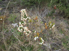 Erica grisbrookii