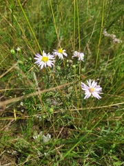 Aster altaicus