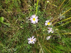 Aster altaicus