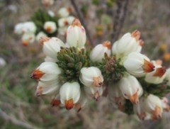 Erica grisbrookii