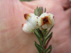 Erica grisbrookii