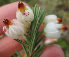 Erica grisbrookii