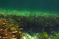 Posidonia
