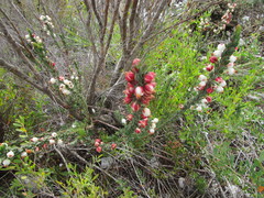 Erica grisbrookii