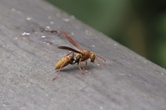 Polistes japonicus