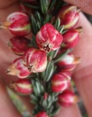 Erica grisbrookii
