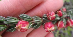 Erica grisbrookii