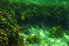 Posidonia