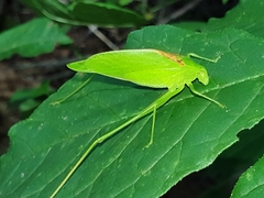 Amblycorypha rotundifolia