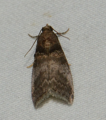 Acrobasis stigmella