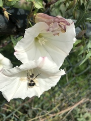 Calystegia purpurata