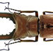 Cyclommatus metallifer - Photo (c) Udo Schmidt, osa oikeuksista pidätetään (CC BY-NC-SA)