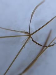 Potamogeton berchtoldii gemmiparus