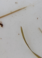 Potamogeton berchtoldii gemmiparus