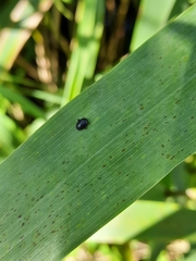 Scirtes hemisphaericus