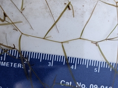 Potamogeton berchtoldii gemmiparus