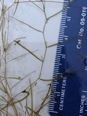 Potamogeton berchtoldii gemmiparus