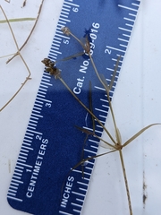 Potamogeton berchtoldii gemmiparus