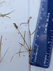 Potamogeton berchtoldii gemmiparus