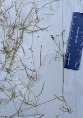 Potamogeton berchtoldii gemmiparus