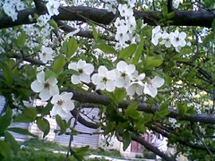 Malus domestica