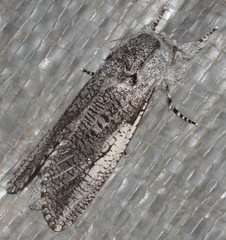 Endoxyla secta