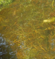 Potamogeton berchtoldii gemmiparus