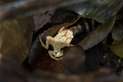 Cycloramphus parvulus