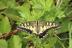 Papilio machaon hippocrates