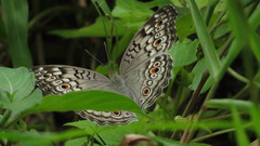Junonia atlites atlites