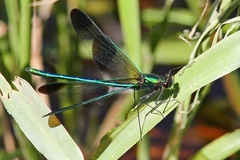 Calopteryx aequabilis