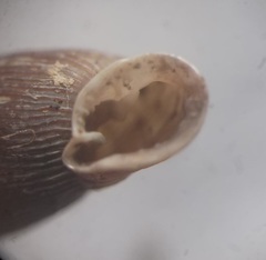 Laciniaria plicata