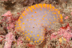 Polycitor giganteus