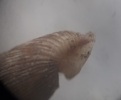 Laciniaria plicata