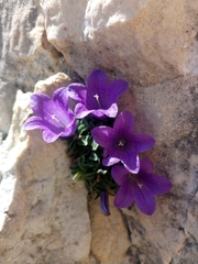 (c) Chiara, some rights reserved (CC BY) Campanula morettiana, photograph (c) Chiara, some rights reserved (CC BY)