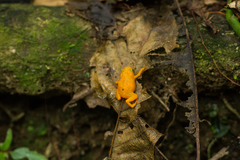 Brachycephalus ephippium