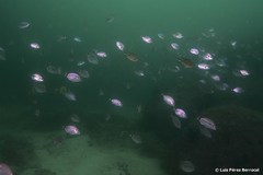 Diplodus bellottii