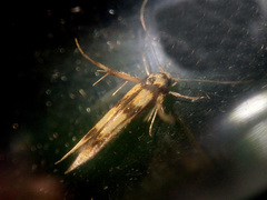 Stathmopoda pedella