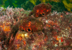 Pyura gibbosa