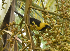 Icterus mesomelas