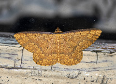Synegia