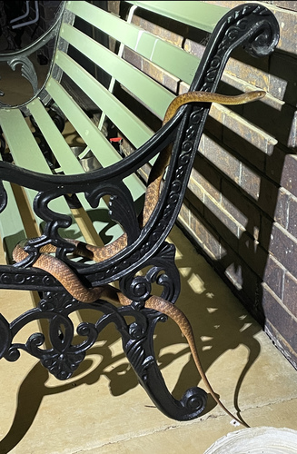 Brown Tree Snake sighting