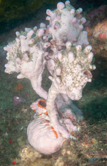Halisarca australiensis
